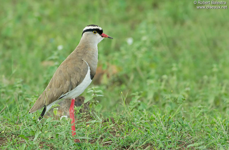 Vanneau couronnéadulte, identification