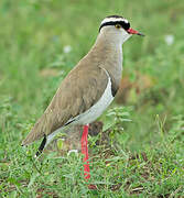 Crowned Lapwing