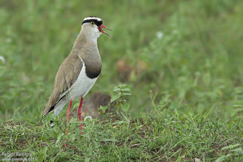 Crowned Lapwingadult breeding, song, Behaviour