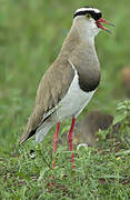 Crowned Lapwing