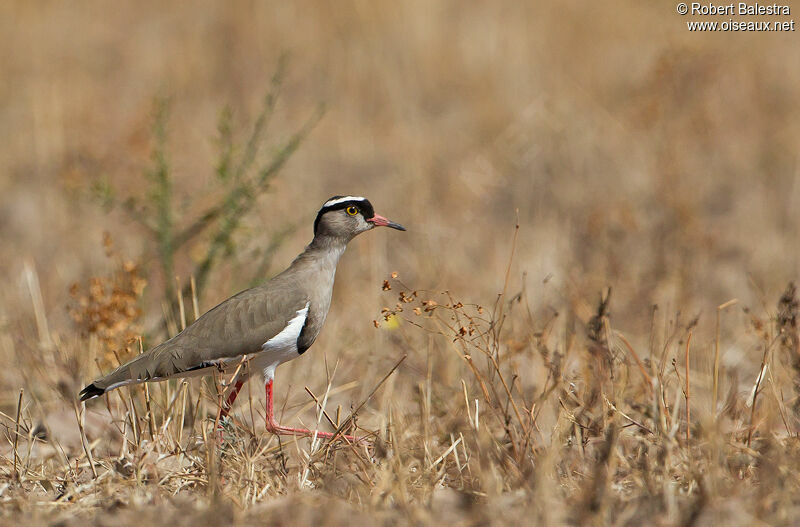 Crowned Lapwing