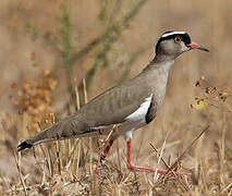 Crowned Lapwing