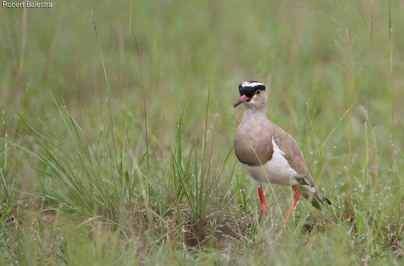 Crowned Lapwing