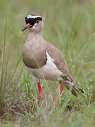 Crowned Lapwing