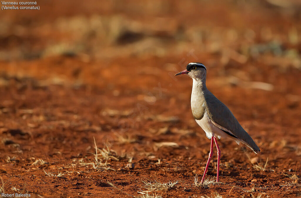 Crowned Lapwing