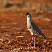 Crowned Lapwing