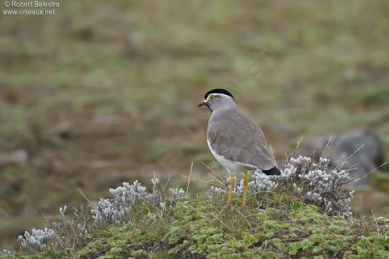 Spot-breasted Lapwing