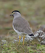 Spot-breasted Lapwing