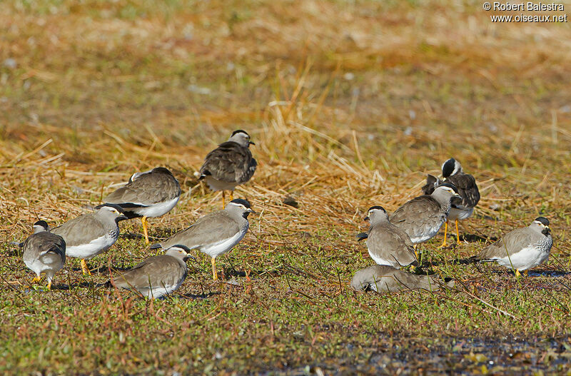 Spot-breasted Lapwing