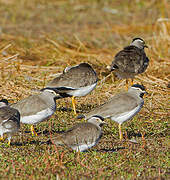 Spot-breasted Lapwing