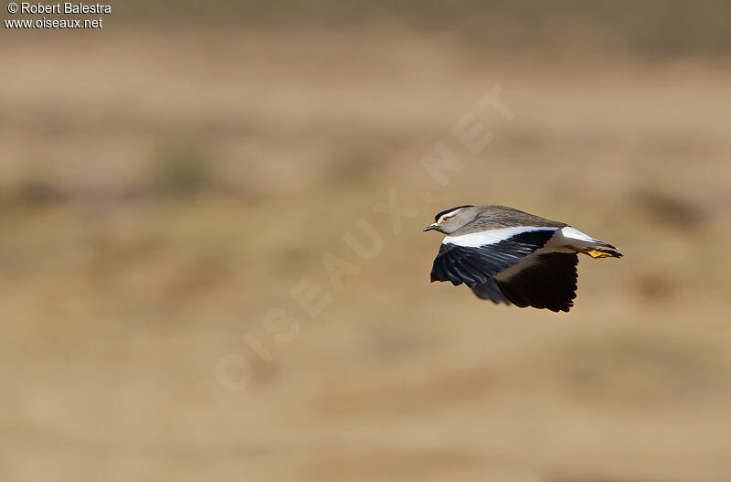 Spot-breasted Lapwing