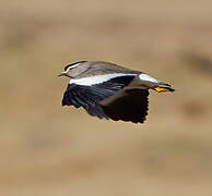 Spot-breasted Lapwing