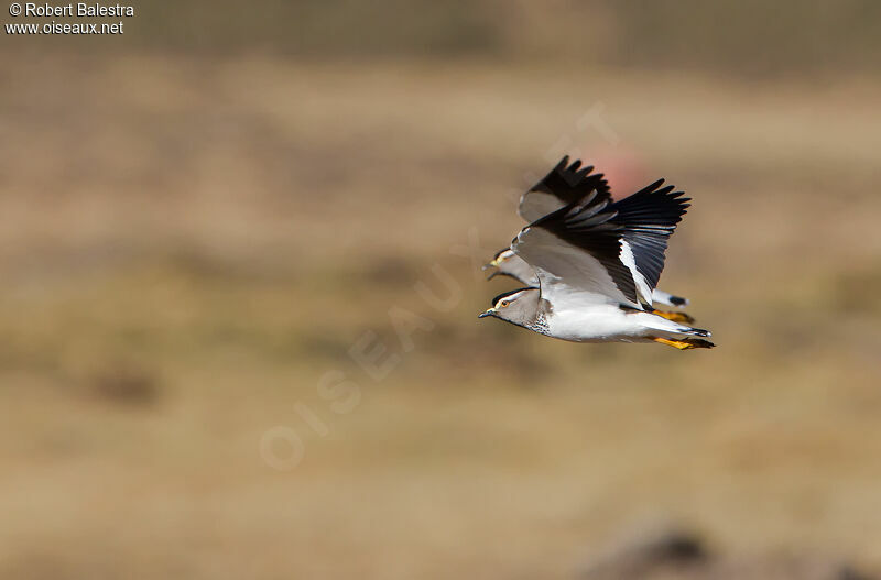 Spot-breasted Lapwing