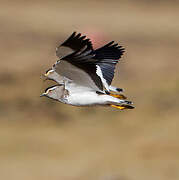 Spot-breasted Lapwing