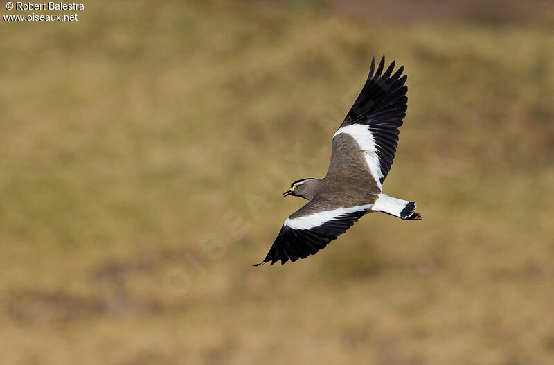 Spot-breasted Lapwing