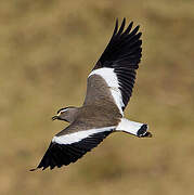 Spot-breasted Lapwing