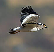 Spot-breasted Lapwing