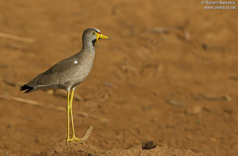 African Wattled Lapwingadult