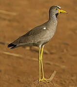 African Wattled Lapwing