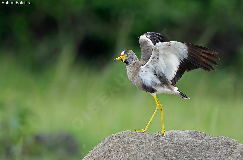 African Wattled Lapwing