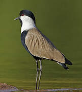 Spur-winged Lapwing