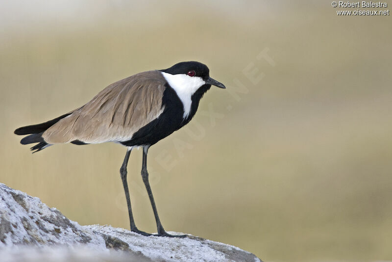 Spur-winged Lapwing