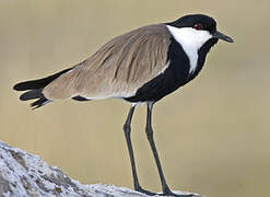 Spur-winged Lapwing