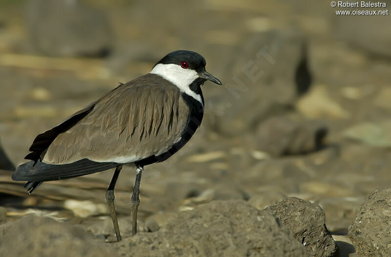 Spur-winged Lapwing