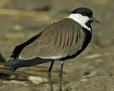 Spur-winged Lapwing