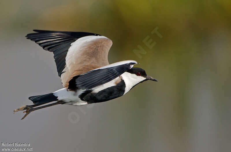 Spur-winged Lapwingadult, pigmentation, Flight