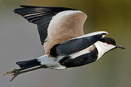 Spur-winged Lapwing