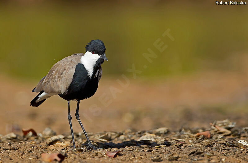 Spur-winged Lapwing