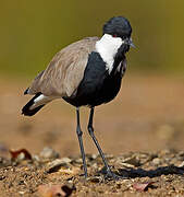 Spur-winged Lapwing