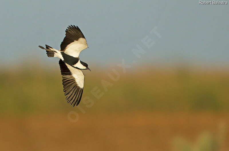 Spur-winged Lapwing