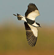 Spur-winged Lapwing