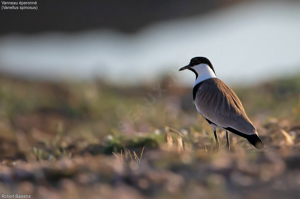 Spur-winged Lapwing