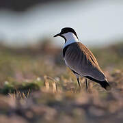 Spur-winged Lapwing