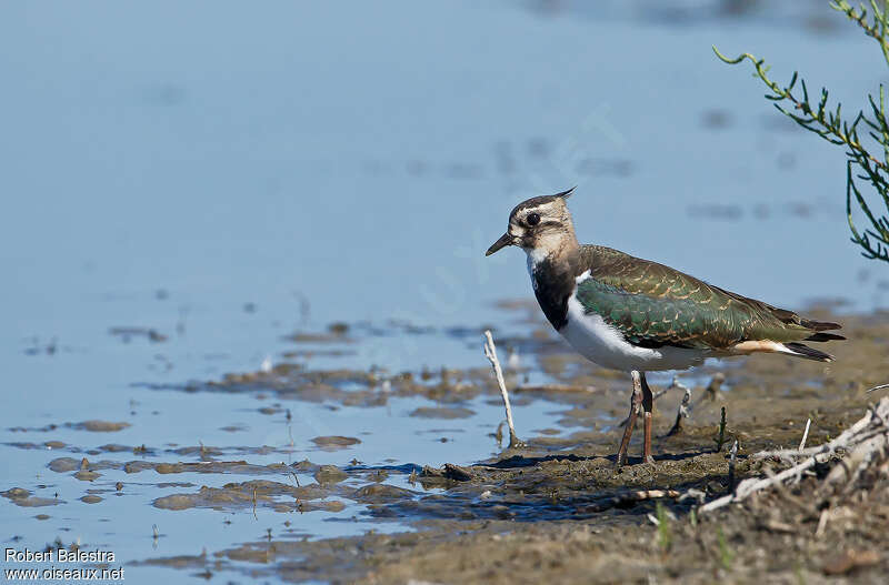 Vanneau huppé femelle 2ème année, identification