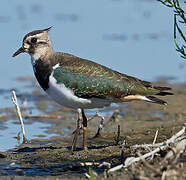 Northern Lapwing