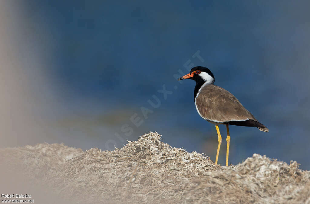 Red-wattled Lapwingadult, identification