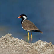 Red-wattled Lapwing