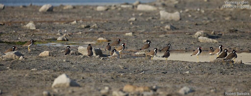 Red-wattled Lapwing