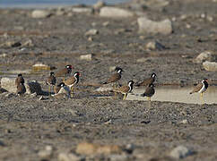 Red-wattled Lapwing