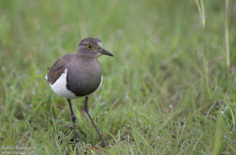 Senegal Lapwingadult, Behaviour