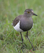 Senegal Lapwing