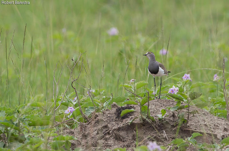 Senegal Lapwing