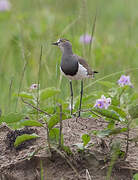 Senegal Lapwing