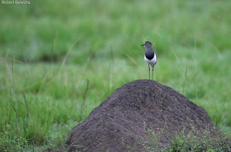 Senegal Lapwing