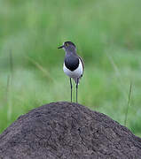 Senegal Lapwing