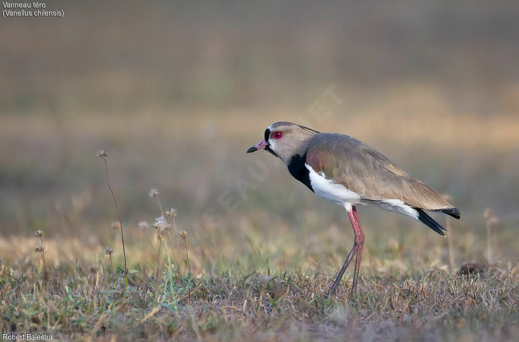 Southern Lapwing